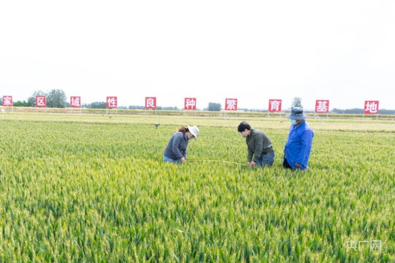 农业强芯!2024中国种子大会马兰小麦分会在河北辛集举行